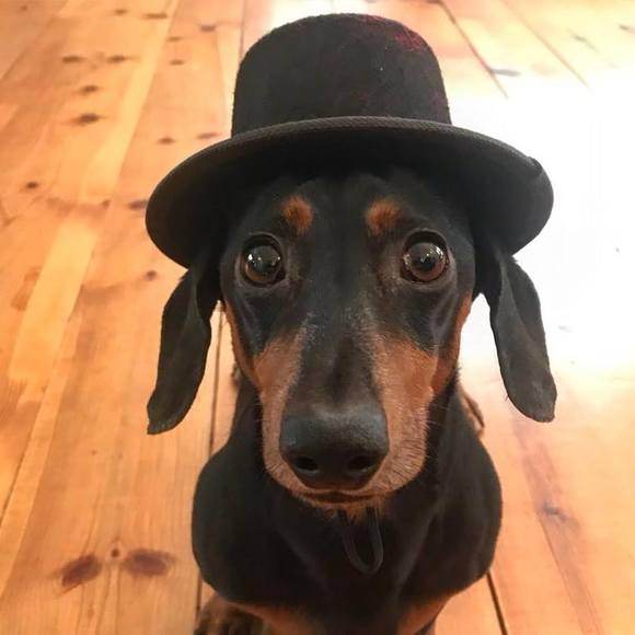 Meet your Posher, Gary - Picture 1 of 1